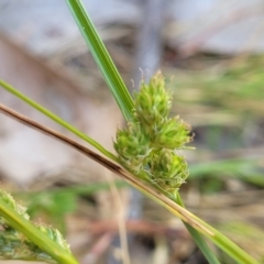 Carex inversa (Knob Sedge) at Murringo, NSW - 7 Oct 2023 by trevorpreston