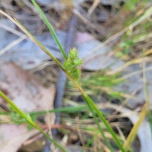 Carex inversa at Murringo, NSW - 7 Oct 2023 12:19 PM