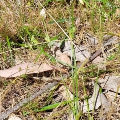 Carex inversa at Murringo, NSW - 7 Oct 2023