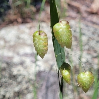 Briza maxima (Quaking Grass, Blowfly Grass) at Murringo, NSW - 7 Oct 2023 by trevorpreston