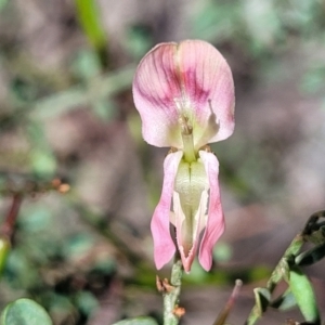 Indigofera adesmiifolia at Murringo, NSW - 7 Oct 2023