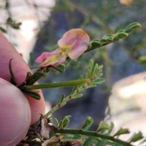 Indigofera adesmiifolia at Murringo, NSW - 7 Oct 2023