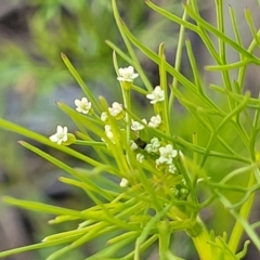 Cyclospermum leptophyllum (Slender Celery, Wild Carrot) at Murringo, NSW - 7 Oct 2023 by trevorpreston