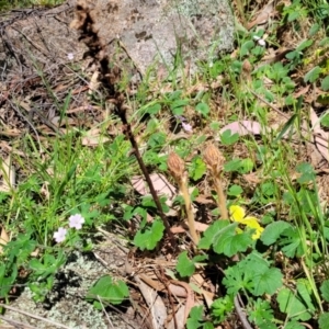 Orobanche minor at Murringo, NSW - 7 Oct 2023