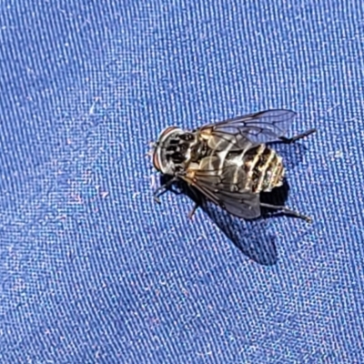 Dasybasis sp. (genus) (A march fly) at Murringo, NSW - 7 Oct 2023 by trevorpreston