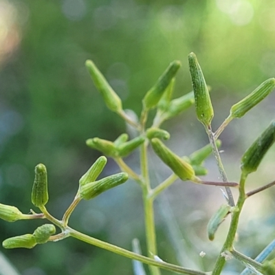 Senecio quadridentatus (Cotton Fireweed) at Murringo, NSW - 7 Oct 2023 by trevorpreston