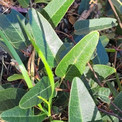 Hardenbergia violacea (False Sarsaparilla) at Murringo, NSW - 7 Oct 2023 by trevorpreston