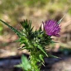 Carduus pycnocephalus (Slender Thistle) at Dananbilla Nature Reserve - 7 Oct 2023 by trevorpreston