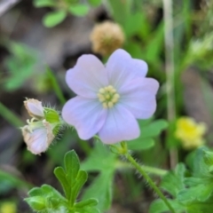 Geranium solanderi var. solanderi (Native Geranium) at Dananbilla Nature Reserve - 7 Oct 2023 by trevorpreston