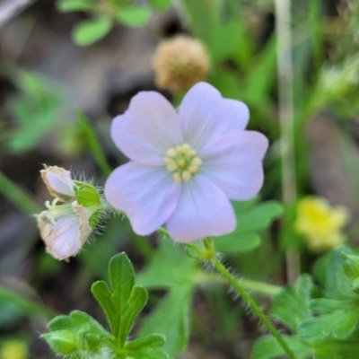 Geranium solanderi var. solanderi (Native Geranium) at Murringo, NSW - 7 Oct 2023 by trevorpreston