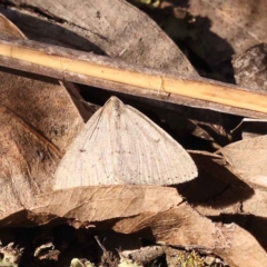 Taxeotis (genus) (Unidentified Taxeotis geometer moths) at ANBG South Annex - 7 Oct 2023 by ConBoekel