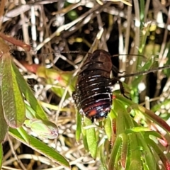 Platyzosteria melanaria at Dananbilla Nature Reserve - 7 Oct 2023