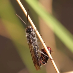 Tiphiidae (family) (Unidentified Smooth flower wasp) at Canberra Central, ACT - 7 Oct 2023 by ConBoekel