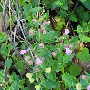 Scutellaria humilis at Murringo, NSW - 7 Oct 2023