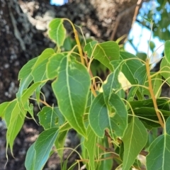 Brachychiton populneus (Kurrajong) at Murringo, NSW - 7 Oct 2023 by trevorpreston