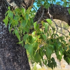 Brachychiton populneus at Murringo, NSW - 7 Oct 2023 11:45 AM