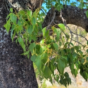 Brachychiton populneus at Murringo, NSW - 7 Oct 2023 11:45 AM