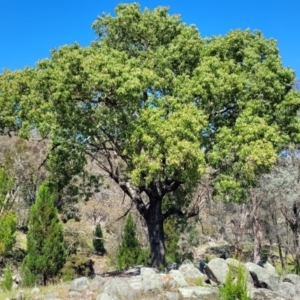 Brachychiton populneus at Murringo, NSW - 7 Oct 2023 11:45 AM
