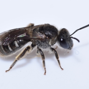 Lasioglossum (Chilalictus) sp. (genus & subgenus) at Queanbeyan East, NSW - 7 Oct 2023