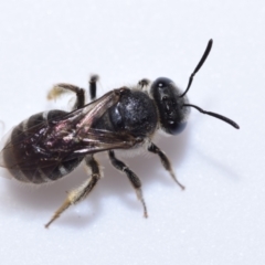 Lasioglossum (Chilalictus) sp. (genus & subgenus) at Queanbeyan East, NSW - 7 Oct 2023