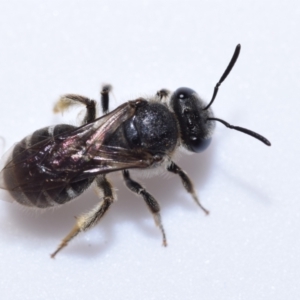 Lasioglossum (Chilalictus) sp. (genus & subgenus) at Queanbeyan East, NSW - 7 Oct 2023