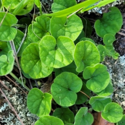 Dichondra repens (Kidney Weed) at Murringo, NSW - 7 Oct 2023 by trevorpreston