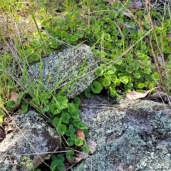 Dichondra repens at Murringo, NSW - 7 Oct 2023 11:44 AM