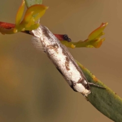 Eusemocosma pruinosa (Philobota Group Concealer Moth) at Canberra Central, ACT - 7 Oct 2023 by ConBoekel