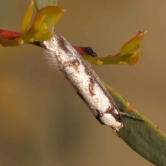 Eusemocosma pruinosa (Philobota Group Concealer Moth) at ANBG South Annex - 7 Oct 2023 by ConBoekel