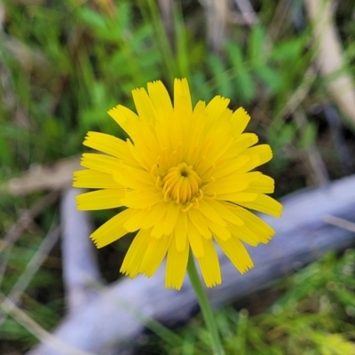 Hypochaeris radicata (Cat's Ear, Flatweed) at Dananbilla Nature Reserve - 7 Oct 2023 by trevorpreston