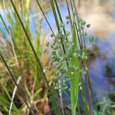 Briza minor (Shivery Grass) at Murringo, NSW - 7 Oct 2023 by trevorpreston