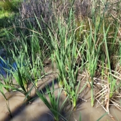 Typha sp. (Cumbungi) at Dananbilla Nature Reserve - 7 Oct 2023 by trevorpreston