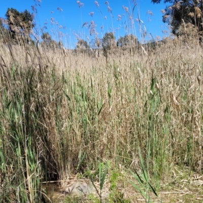 Phragmites australis (Common Reed) at Murringo, NSW - 7 Oct 2023 by trevorpreston