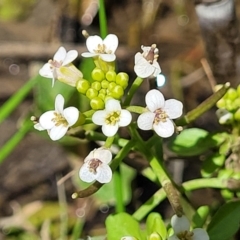 Rorippa nasturtium-aquaticum (Watercress) at Dananbilla Nature Reserve - 7 Oct 2023 by trevorpreston