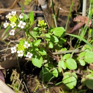 Rorippa nasturtium-aquaticum at Murringo, NSW - 7 Oct 2023 11:31 AM