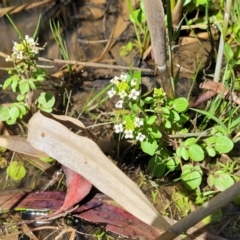 Rorippa nasturtium-aquaticum at Murringo, NSW - 7 Oct 2023 11:31 AM