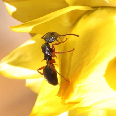 Dolichoderus scabridus (Dolly ant) at ANBG South Annex - 7 Oct 2023 by ConBoekel