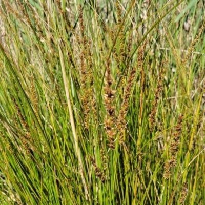 Carex appressa (Tall Sedge) at Murringo, NSW - 7 Oct 2023 by trevorpreston