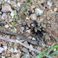 Bobilla sp. (genus) (A Small field cricket) at Murringo, NSW - 7 Oct 2023 by trevorpreston