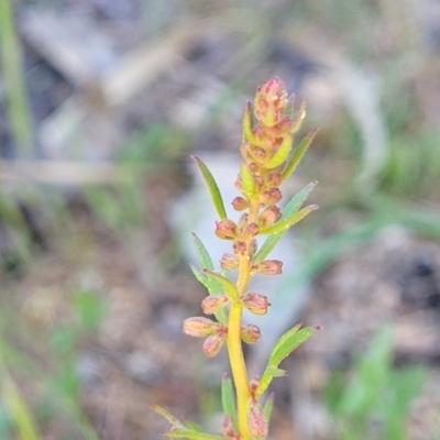 Haloragis heterophylla (Variable Raspwort) at Murringo, NSW - 7 Oct 2023 by trevorpreston