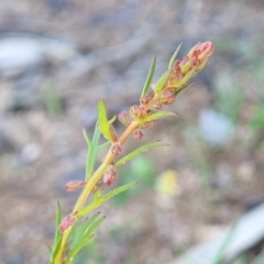 Haloragis heterophylla at Murringo, NSW - 7 Oct 2023 11:30 AM