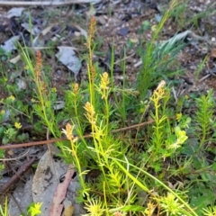 Haloragis heterophylla at Murringo, NSW - 7 Oct 2023 11:30 AM