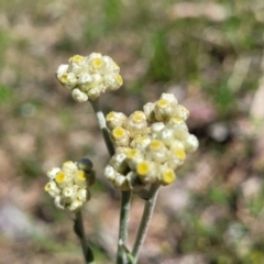 Pseudognaphalium luteoalbum (Jersey Cudweed) at Dananbilla Nature Reserve - 7 Oct 2023 by trevorpreston