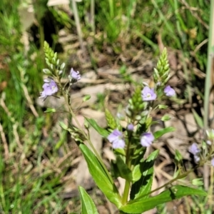 Veronica anagallis-aquatica at Murringo, NSW - 7 Oct 2023 11:29 AM