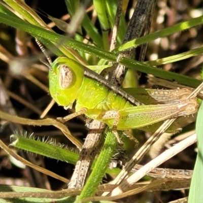 Bermius brachycerus (A grasshopper) at Murringo, NSW - 7 Oct 2023 by trevorpreston