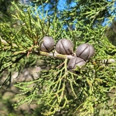 Callitris endlicheri (Black Cypress Pine) at Murringo, NSW - 7 Oct 2023 by trevorpreston