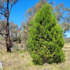 Callitris endlicheri at Murringo, NSW - 7 Oct 2023