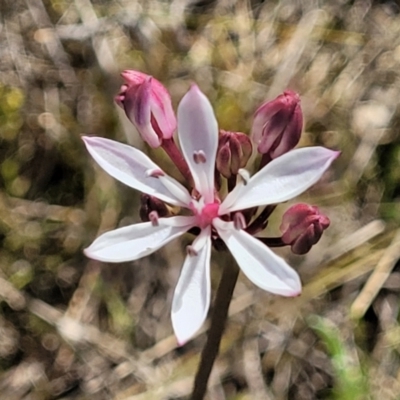 Burchardia umbellata (Milkmaids) at Murringo, NSW - 7 Oct 2023 by trevorpreston