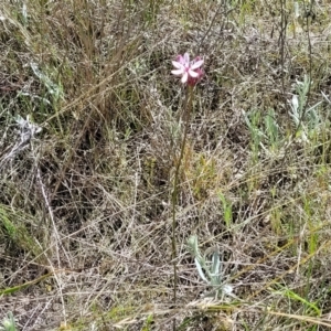 Burchardia umbellata at Murringo, NSW - 7 Oct 2023 11:12 AM