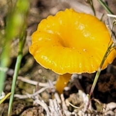 Lichenomphalia chromacea (Yellow Navel) at Murringo, NSW - 7 Oct 2023 by trevorpreston